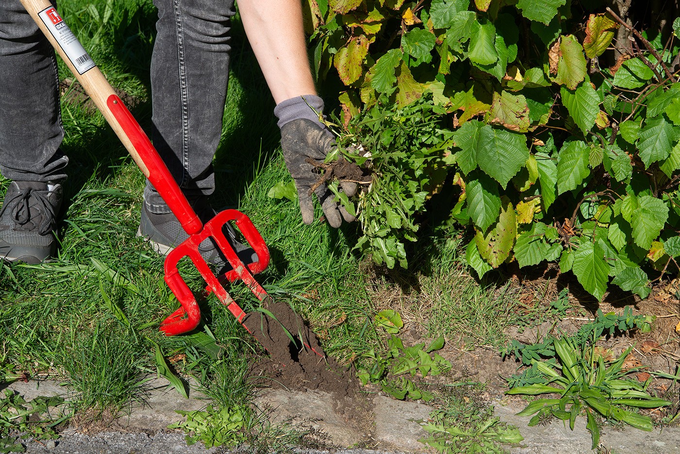 Löwenzahn mit dem Unkrautstecher entfernen