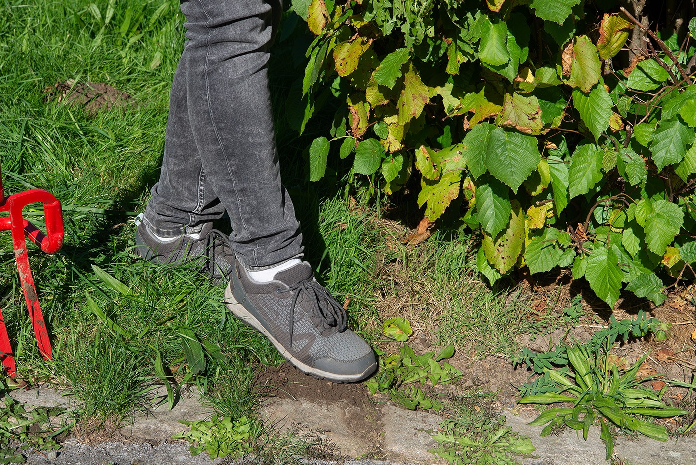 Löwenzahn mit dem Unkrautstecher entfernen